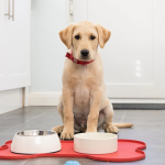Pilihan Nutrisi untuk Fase Hidup: Makanan Anjing Bayi, Dewasa, dan Lansia