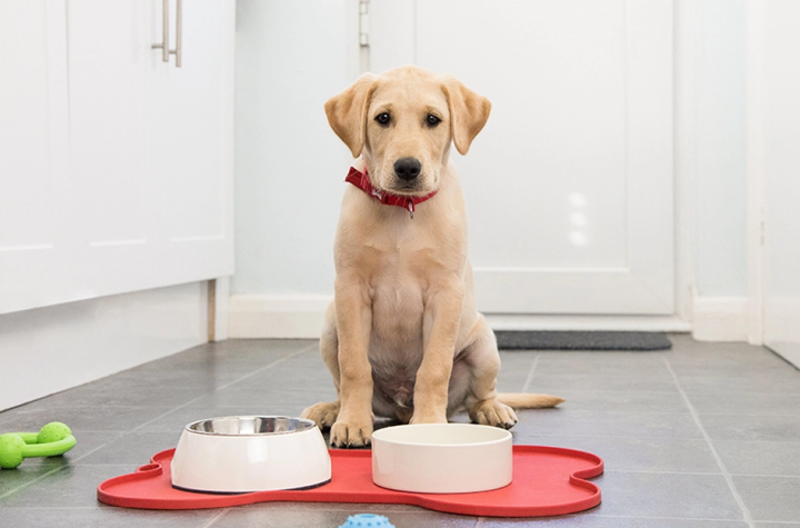 Pilihan Nutrisi untuk Fase Hidup: Makanan Anjing Bayi, Dewasa, dan Lansia